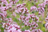 Origanum vulgare, Oregano, Wild Marjoram, English Marjoram, Grove Marjoram , Pot Marjoram, Wintersweet